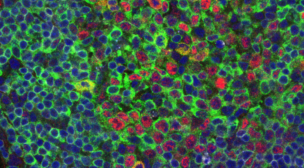 cRel microscopy cRel microscopy