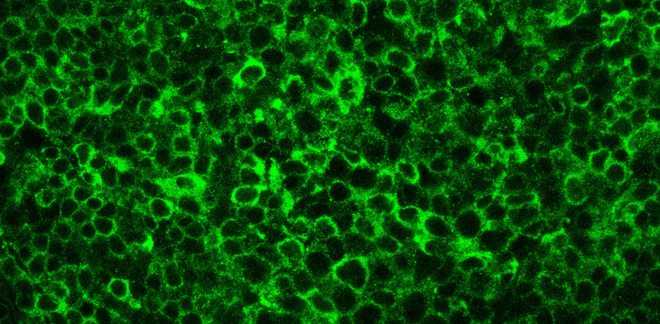 c rel protein microscopy c rel protein microscopy