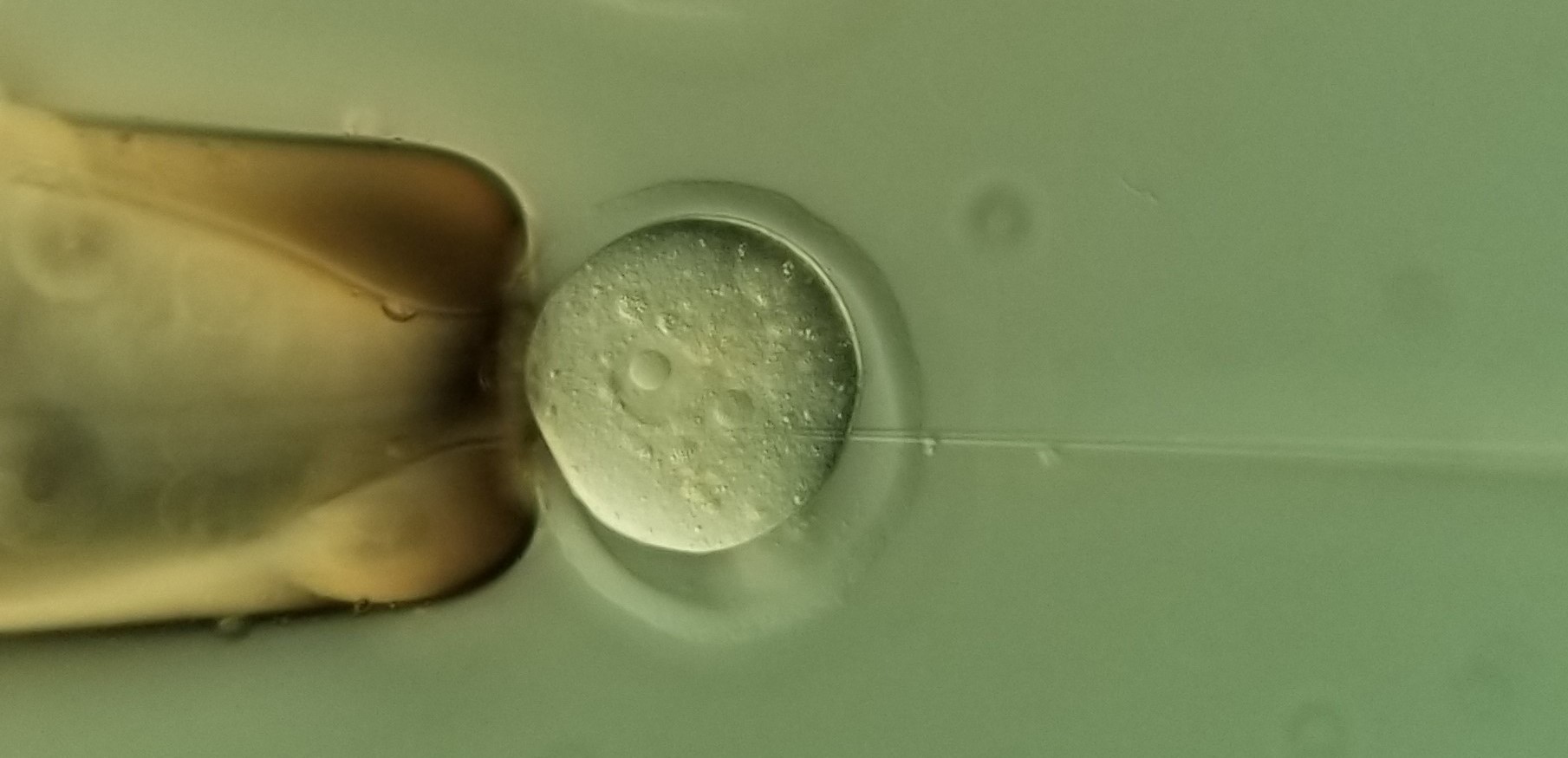 Transgenic Platform Schmidt-Supprian Transgenic Platform Schmidt-Supprian
